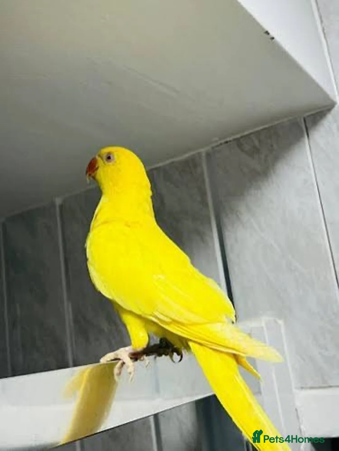Ringnecks birds for sale: Yellow ring necks for sale  - Advert 1