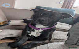 Mixed Breed dogs for sale: Labrador x Staffie - Image 2