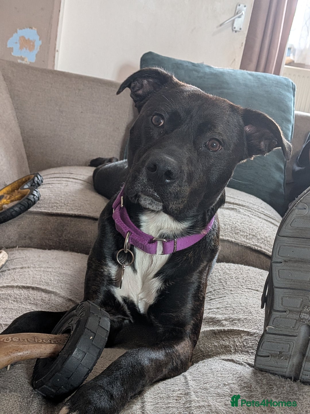 Mixed Breed dogs for sale: Labrador x Staffie - Image 2