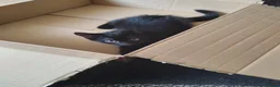 Mixed Breed cats for sale:  male kitten looking for loving forever home  - Advert 8