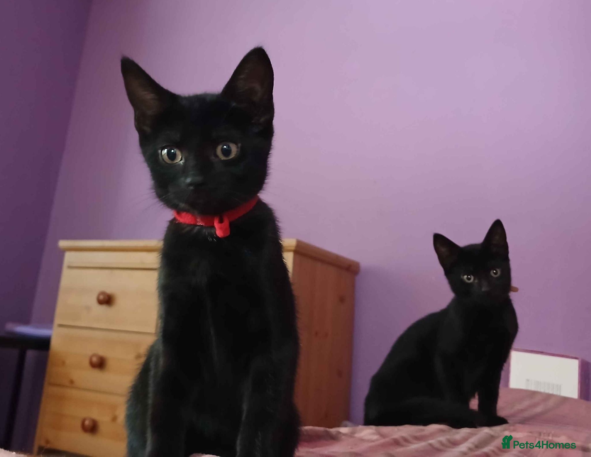 Mixed Breed cats 3 kittens looking for home - Advert 1