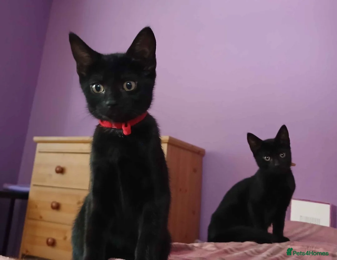 Mixed Breed cats for sale: 3 kittens looking for home in Bradford - Advert 1