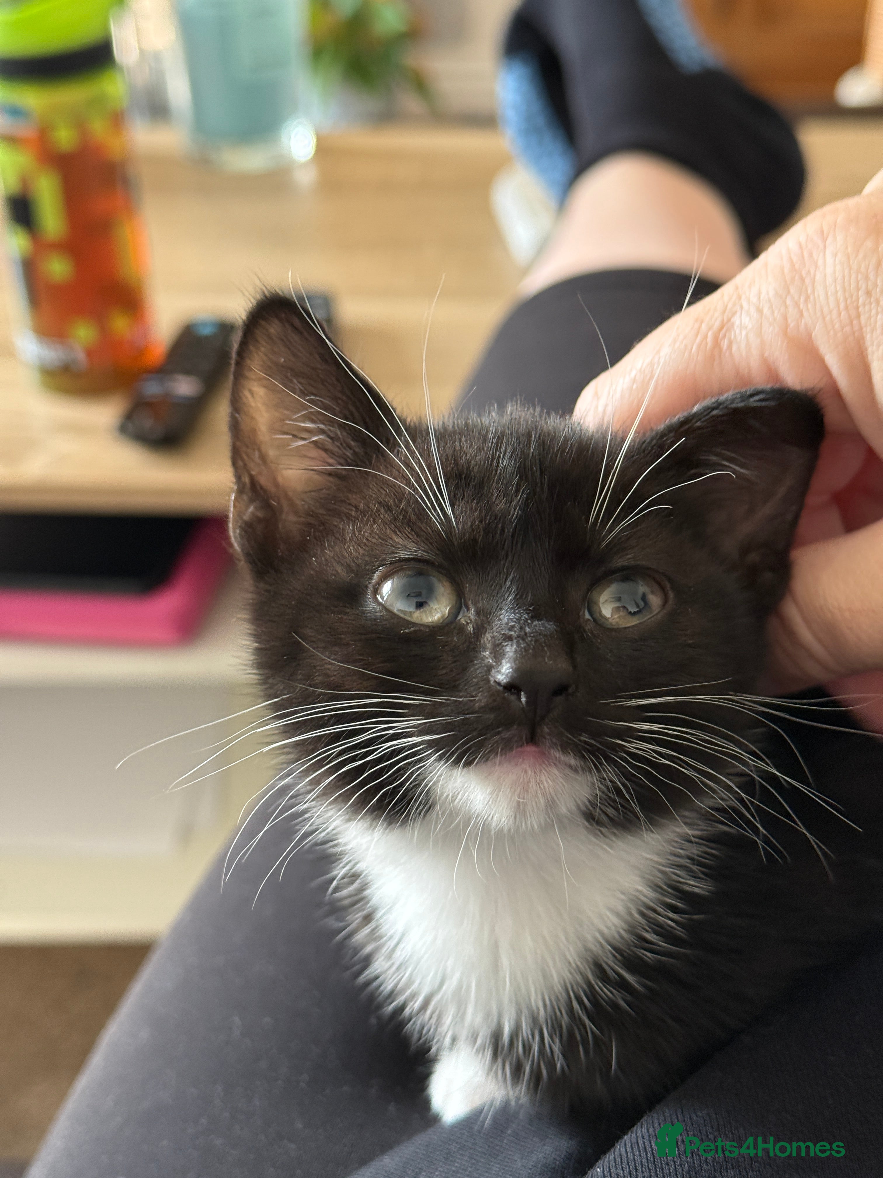 Mixed Breed cats Gorgeous 4 month old Dottie - Advert 13