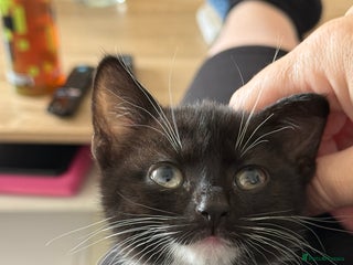 Mixed Breed cats Gorgeous 4 month old Dottie - Advert 13