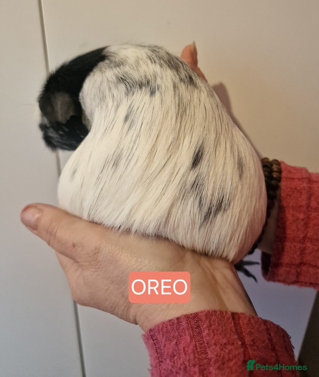 Guinea Pig rodents for sale: Female guinea pigs  - Advert 6