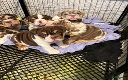 English Bulldog dogs for sale: QC puppies  - Image 8