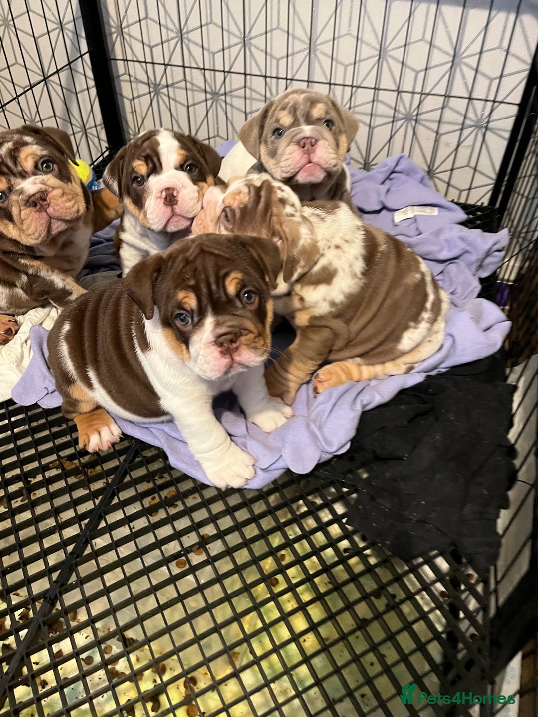 English Bulldog dogs for sale: QC puppies  - Image 8