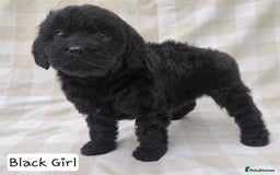 Cavapoo dogs for sale: SWEETEST CAVAPOO PUPPIES  - Image 3