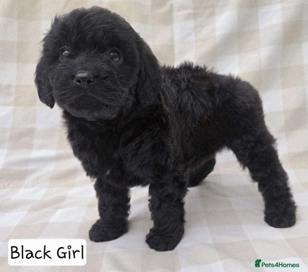 Cavapoo dogs for sale: SWEETEST CAVAPOO PUPPIES  - Image 3
