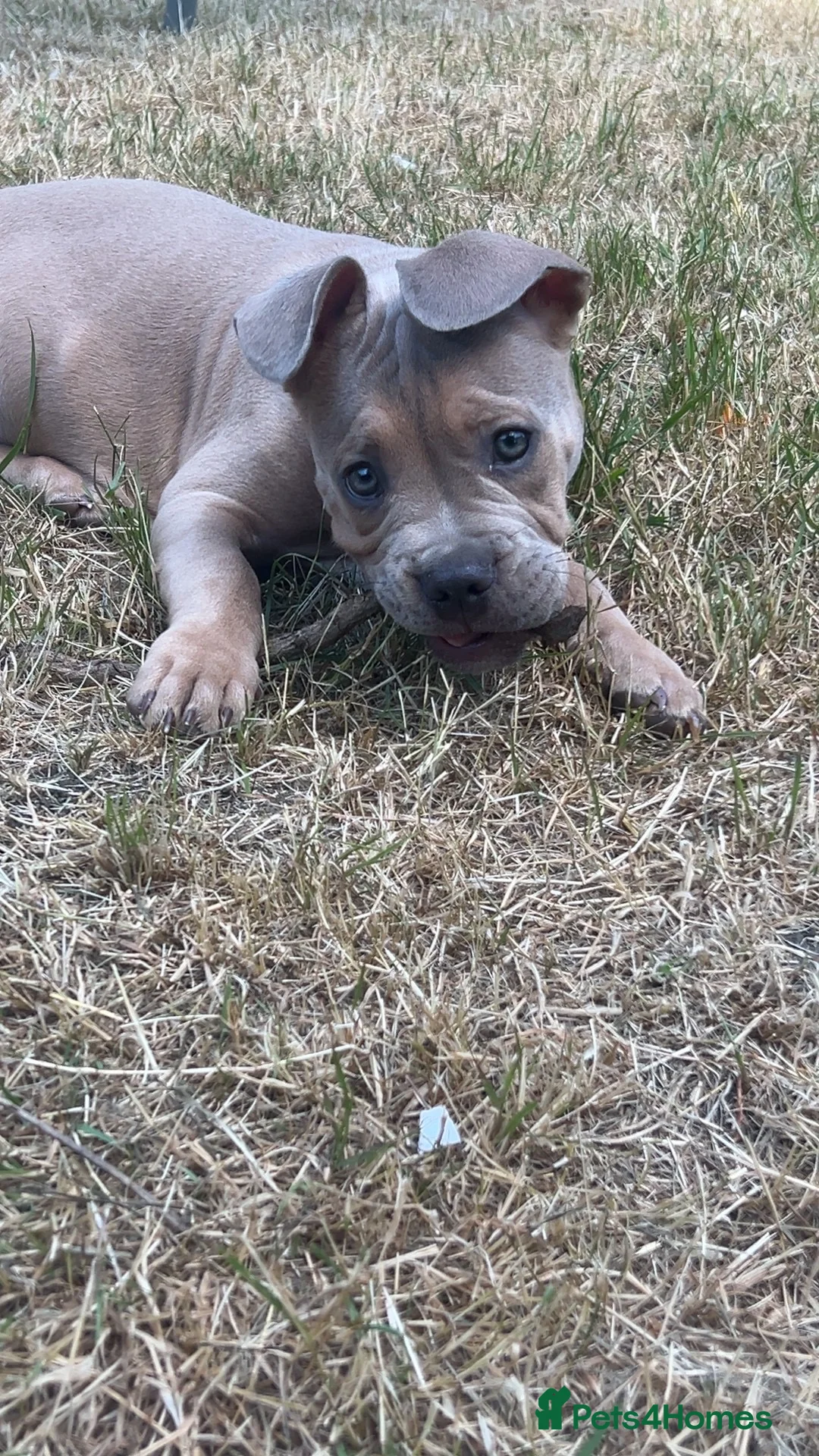 Mixed Breed dogs for sale: 6 month old puppy for sale - Advert 5