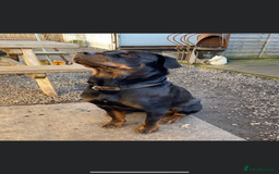 Rottweiler dogs for sale: 3 male Rottweiler pups ready to leave.  - Image 14