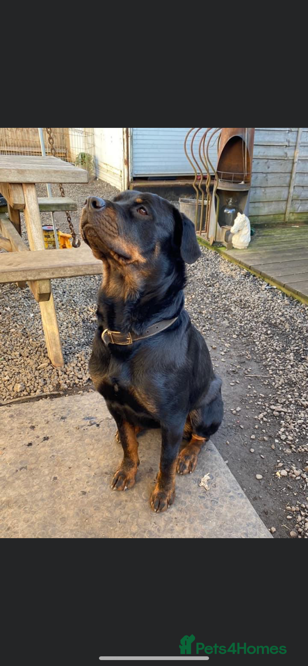 Rottweiler dogs for sale: 3 male Rottweiler pups ready to leave.  - Image 14
