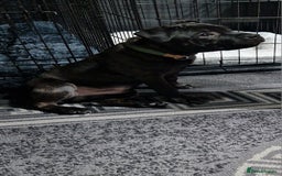 Staffordshire Bull Terrier dogs for sale: Black brindle staffordshire bull terrier male - Advert 7