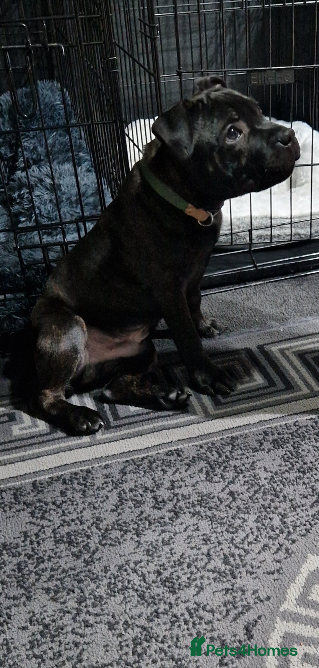 Staffordshire Bull Terrier dogs for sale: Black brindle staffordshire bull terrier male - Advert 7