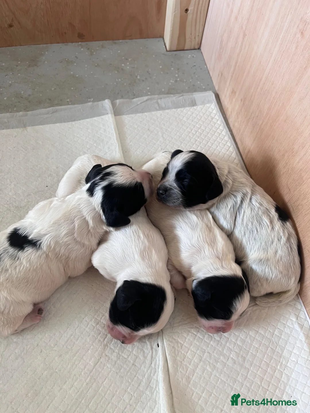 Sprocker dogs for sale: Beautiful Sprocker puppies  in Rotherham - Advert 2