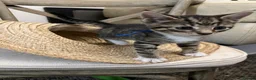 Mixed Breed cats for sale: Kitten  - Advert 17