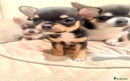 Chihuahua dogs for sale: Gorgeous Chihuahua Puppies  - Advert 9
