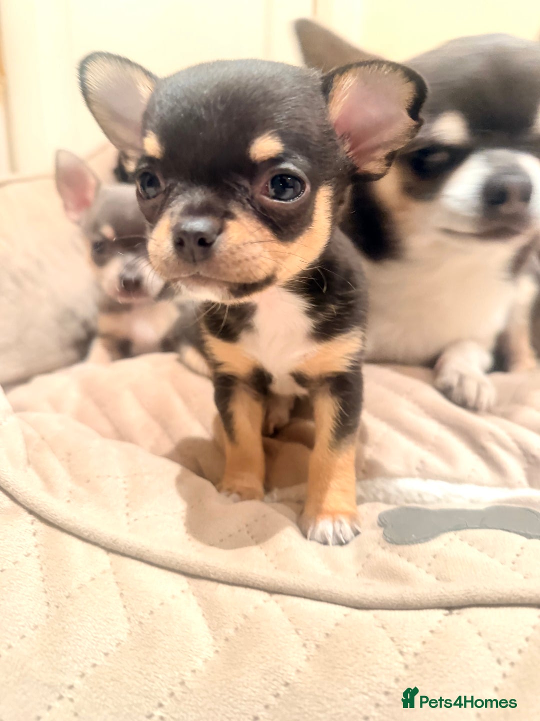 Chihuahua dogs for sale: Gorgeous Chihuahua Puppies  - Advert 9