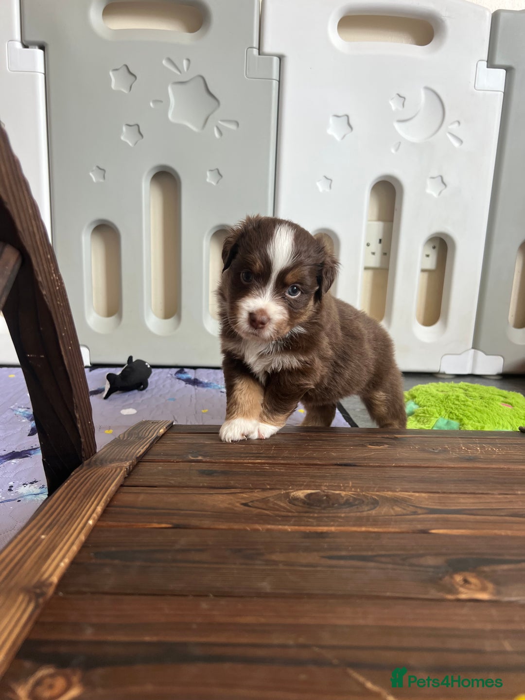 Miniature American Shepherd dogs for sale: 9 Miniature American Shepherd Puppies - Image 9