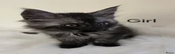 Maine Coon cats for sale: 2 Maine Coon girls. - Advert 15
