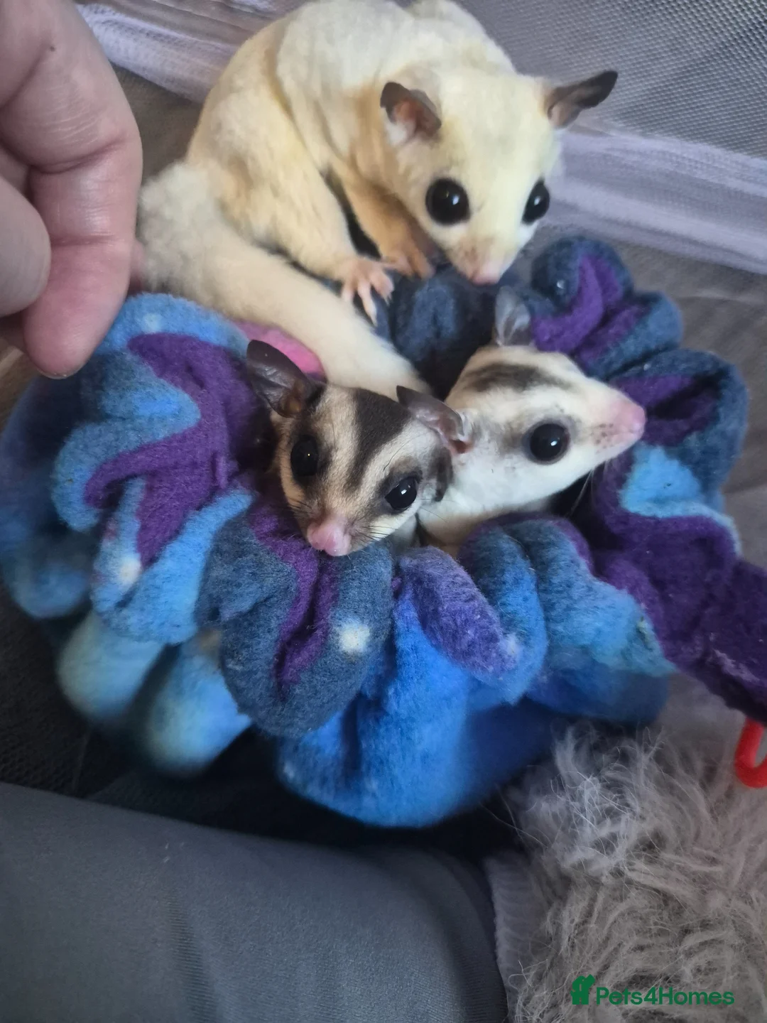 Sugar Glider rodents for sale: Male joey grey 100% het leu  - Advert 1