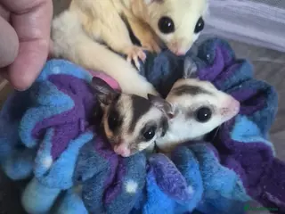 Sugar Glider rodents Male joey grey 100% het leu - Advert 1