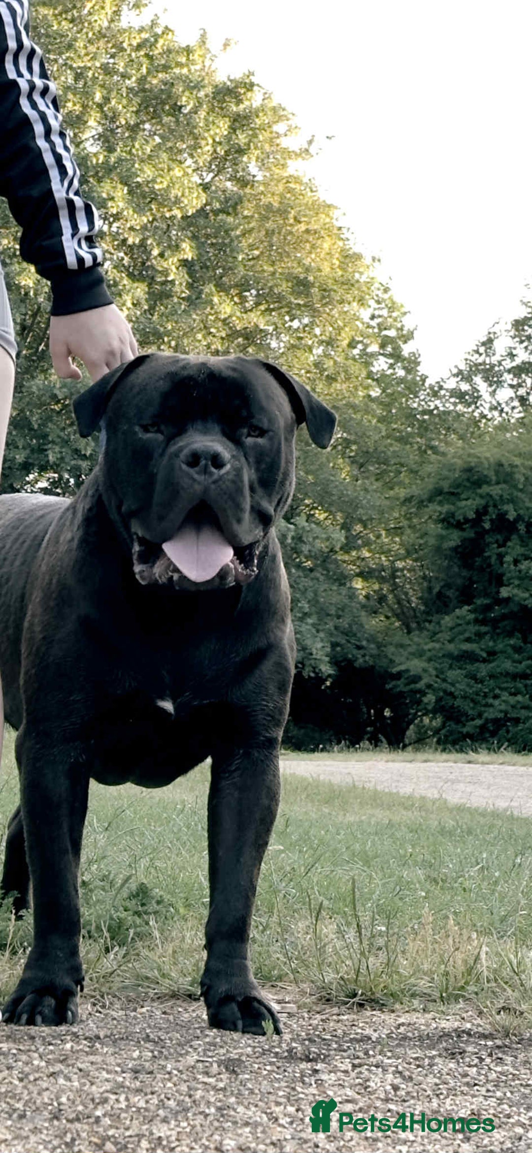 Mixed Breed dogs for sale: Bullmastiff male  - Image 4