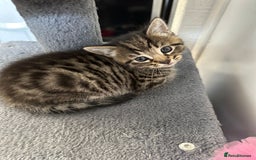 Mixed Breed cats for sale: 2 Tabby's and calico kitten for sale - Image 1
