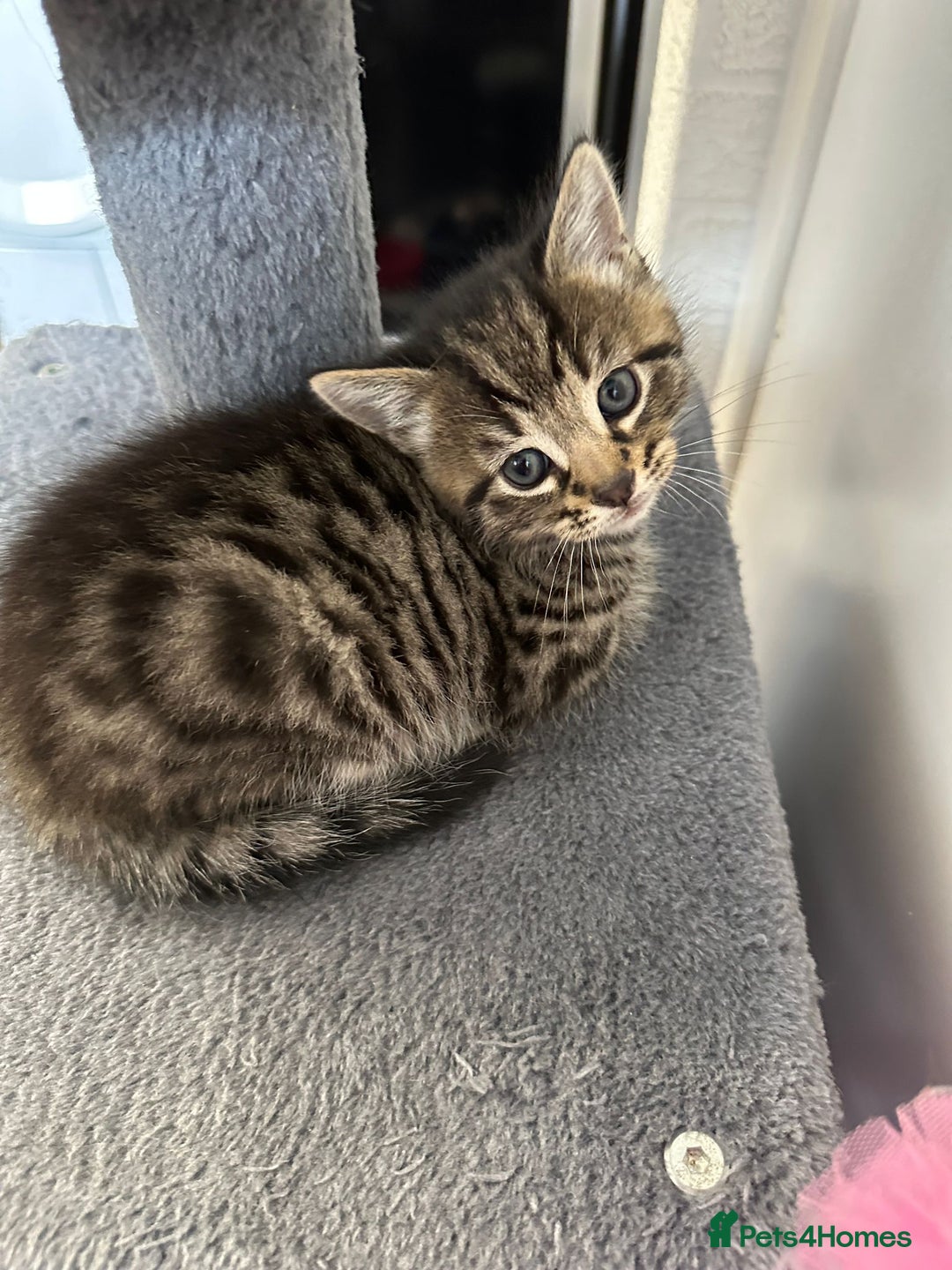 Mixed Breed cats for sale: 2 Tabby's and calico kitten for sale - Image 1