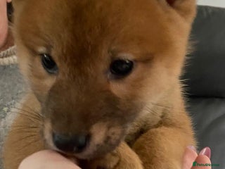 Japanese Shiba Inu dogs - Advert 2