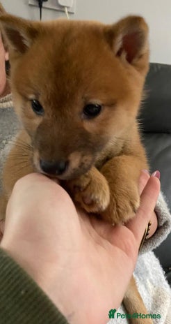 Japanese Shiba Inu dogs - Advert 2