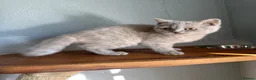 British Shorthair cats for sale: TICA British Shorthair  - Advert 14