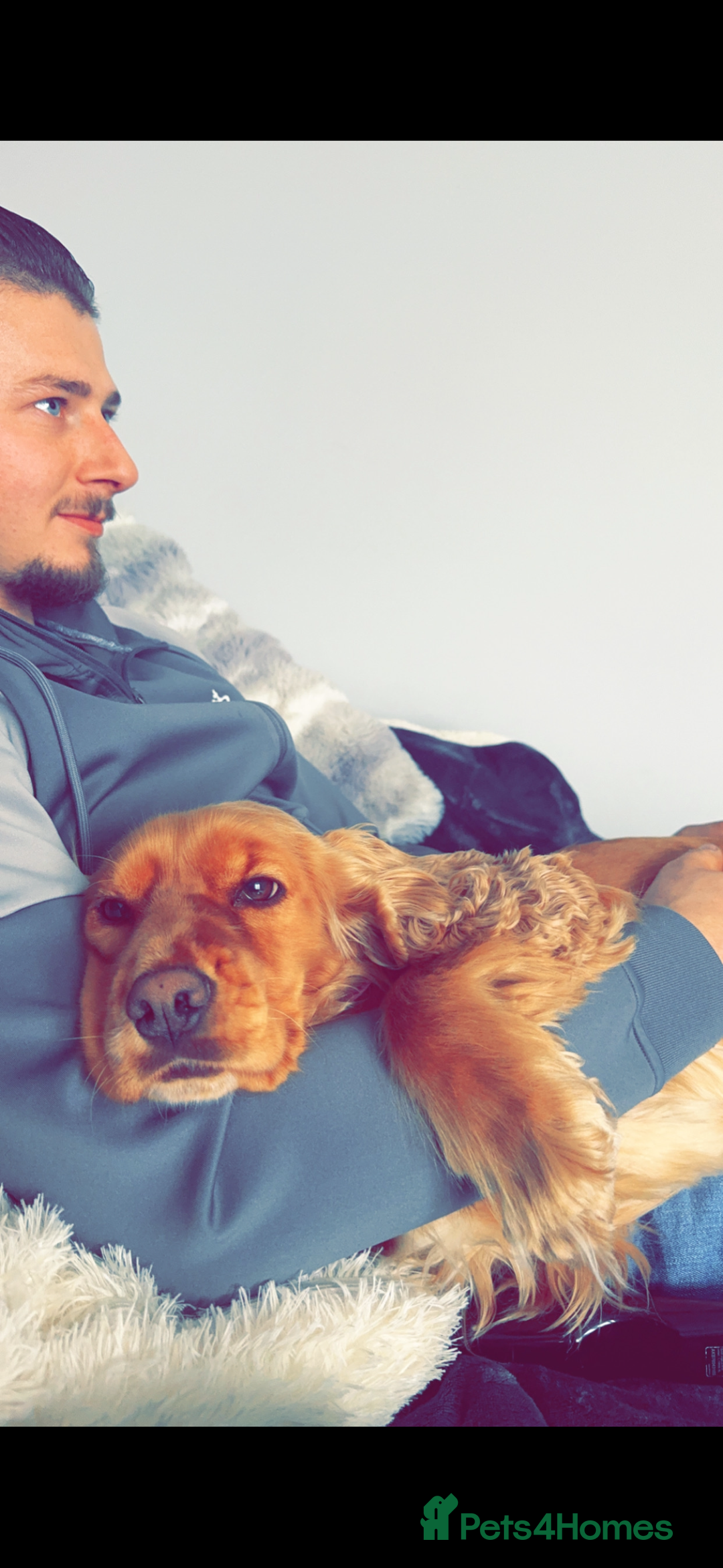 Cocker Spaniel dogs for sale: Meet Daisy – looking for her forever home❤️ - Advert 17