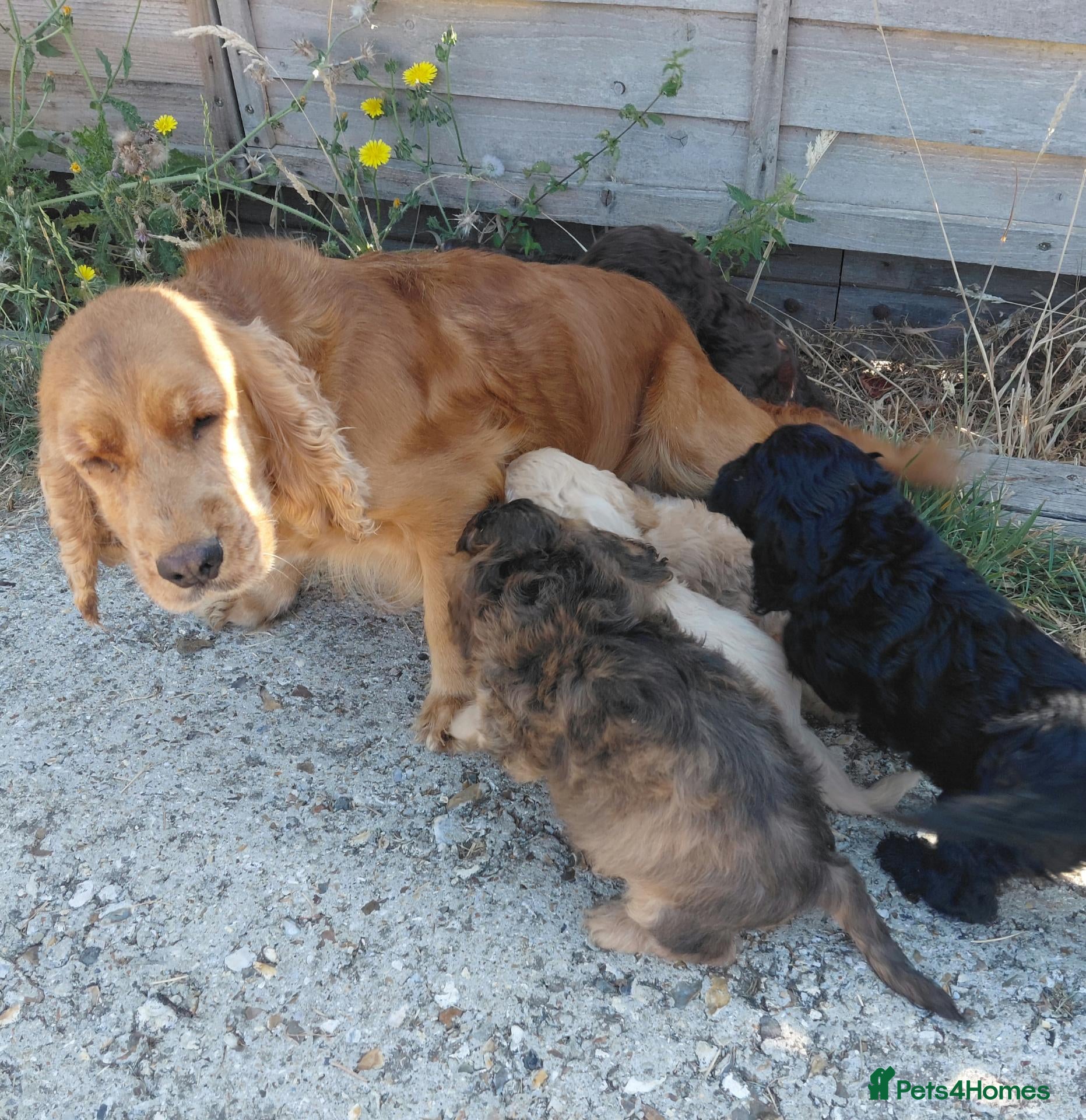 Cockapoo dogs Beautiful Cockapoo Puppies 2 Girls Available - Advert 2