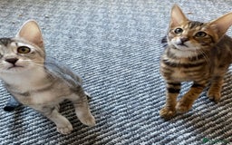 Chausie cats for sale: Savannah x Chausies - Image 9