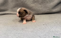 French Bulldog dogs for sale: 🐶 Beautiful Litter Of French Bulldogs 🐶 - Image 7