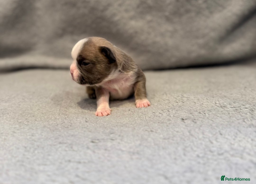 French Bulldog dogs for sale: 🐶 Beautiful Litter Of French Bulldogs 🐶 - Image 7