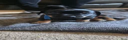 Jack Russell dogs for sale: Jack Russell Puppies for Sale - Advert 12