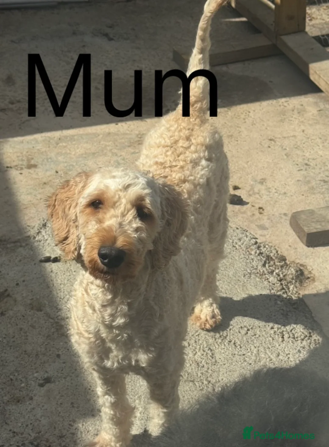 Mixed Breed dogs for sale: Double Doodle X Border Collie puppies - Advert 14