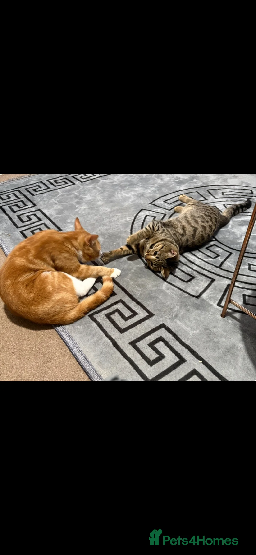 Mixed Breed cats for sale: 🐾 LAST KITTEN AVAILABLE 🐾 in Ashford - Advert 14