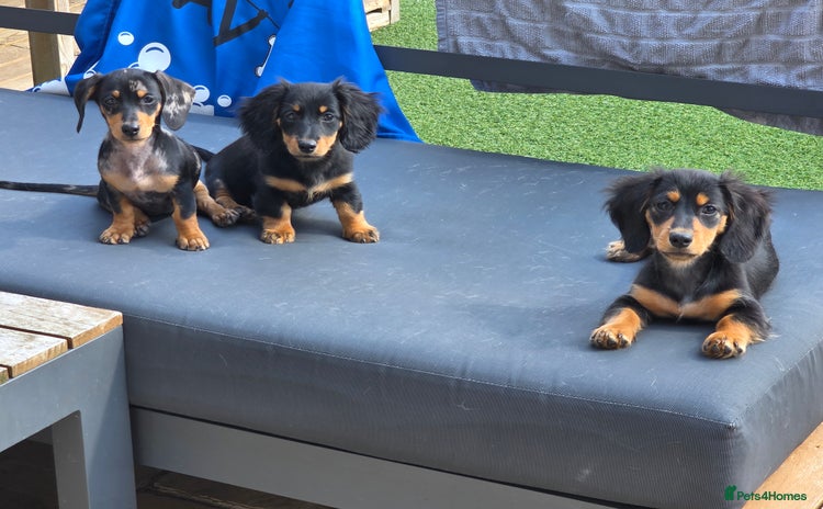 Miniature Dachshund dogs in Harlow - Advert 13