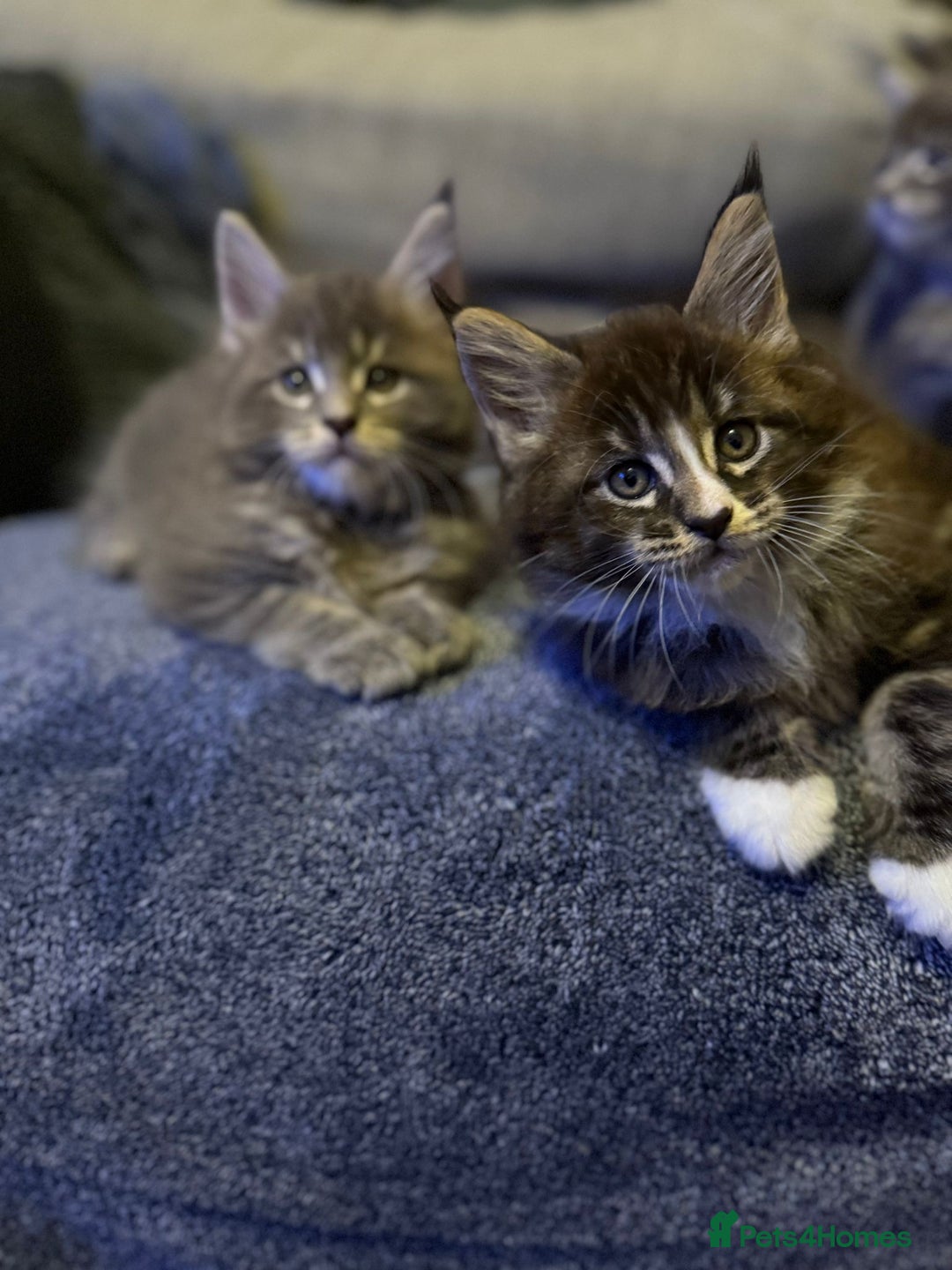 Maine Coon cats for sale: Full Maine coon kittens available  - Advert 12