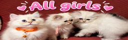 British Longhair cats for sale: Pure Long Shorthair British girls❤️ - Advert 1