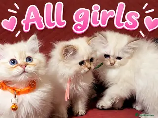 British Longhair cats TICA Longhair British girls❤️ - Advert 1