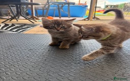 Ragdoll cats for sale: RARE full RAGDOLL BABYS  - Image 27