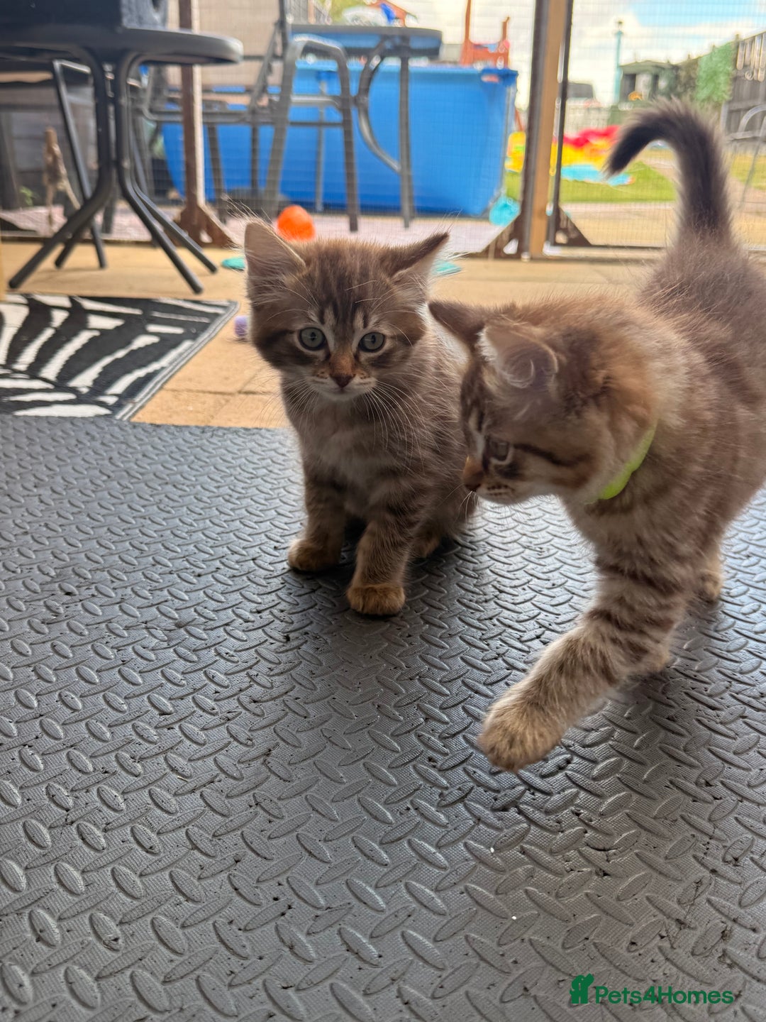 Ragdoll cats for sale: RARE full RAGDOLL BABYS  - Image 27