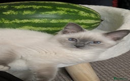 Ragdoll cats for sale: Blue Point Mitted Ragdoll Boy - Image 2