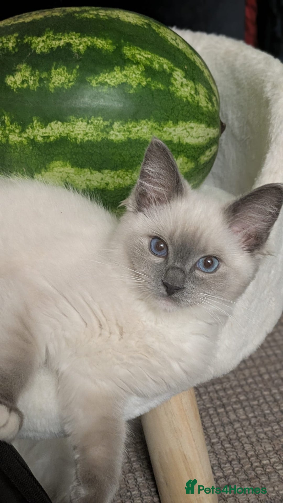 Ragdoll cats for sale: Blue Point Mitted Ragdoll Boy - Image 2