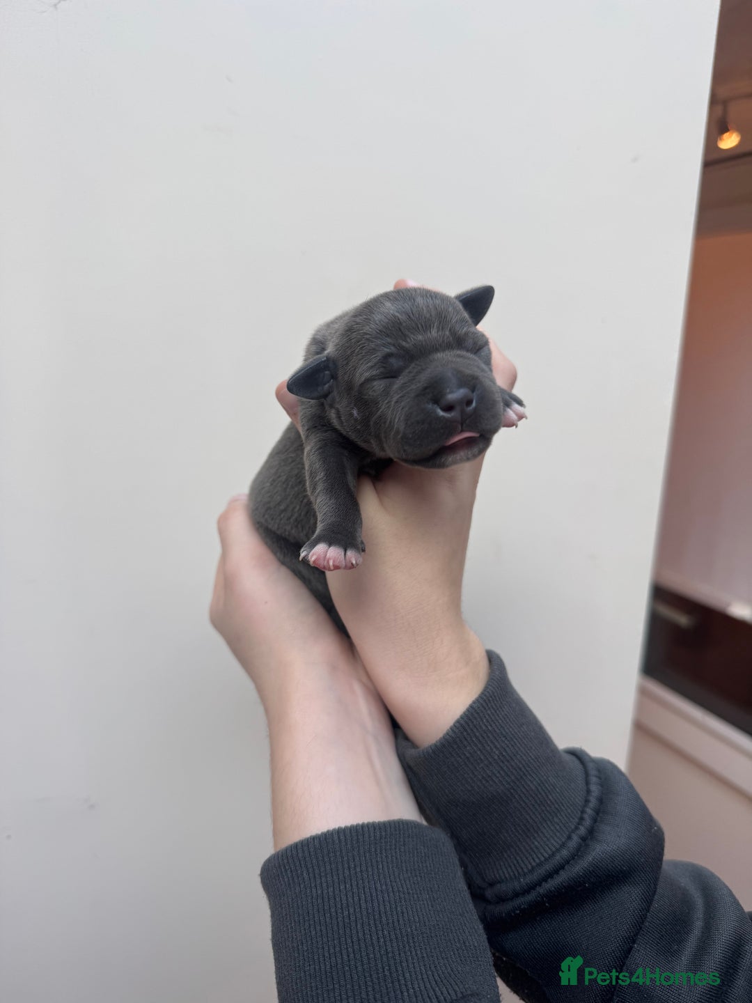 Staffordshire Bull Terrier dogs for sale: LAST BOY Stunning 🔵Staff pups KC READY TO GO ❤️❤️ - Advert 11