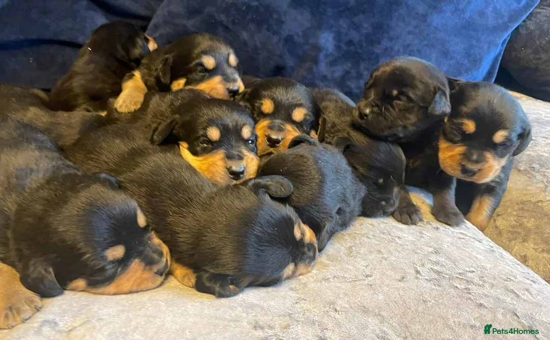 Rottweiler dogs for stud: 22 champions kc Rottweiler stud  in Romford - Advert 16